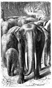 All those pictures of animals are in captivit. The Project Gutenberg S Ebook Of Bible Animals By J G Wood