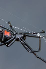 Say Goodbye To Spiders In 2020 Animals Beautiful Cute Baby Animals Animals