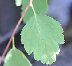 Image result for Spiraea x bumalda ´Crispa