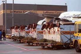 Check spelling or type a new query. Mit Lufthansa Cargo Nach Sydney Pferde Fur Olympia Der Spiegel