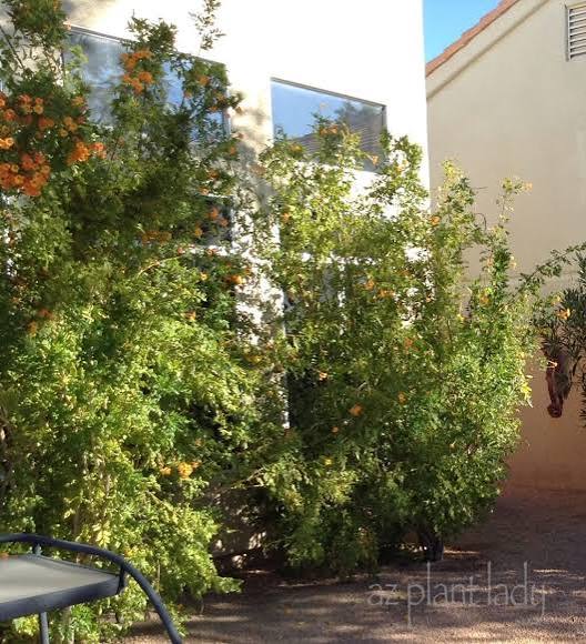 Using Plants to block upstairs neighbor