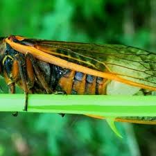 Cuándo son más peligrosos y cómo protegerse. Anuncian Una Invasion De Cigarras En La Costa Este De Estados Unidos