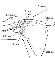 Large round head of the humerus and. Shoulder Labral Tears Beacon Orthopaedics Sports Medicine