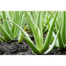 Image result for Aloe bukobana