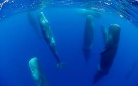 Dolphins breathe through their blowhole, which has a muscular flap that covers it when they go under water, keeping water out of their lungs. How Do Whales And Dolphins Sleep Without Drowning Scientific American