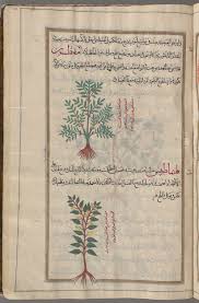 yellow stonecrop little stonecrop sedum acre amfitrun image might be questioned top evergreen clematis c evergreen clematis clematis cirrhosa clematis