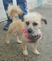 Situated about 12 miles north of manhattan, yonkers is a vibrant city on the hudson river brimming with. Pet Adoption League Yonkers Ny Pets Animals Us