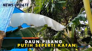Perbedaan manfaat daun pisang dan daun ketapang untuk ikan cupang. Viral Daun Pisang Berwarna Putih Di Kudus Bagaimana Penjelasan Ahli Halaman All Kompas Com