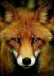 Fox By Lidodido On Deviantart Animals Wild Animal Photography Animals