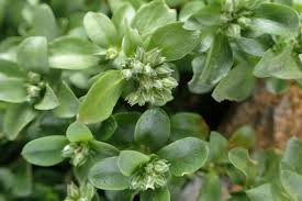 Image result for Polycarpon