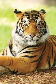 Tiger Facts Information Pictures Habitat Britannica