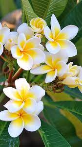 Best Pic Orchid Flower How To Grow Style Beautiful Flowers Most Beautiful Flowers Flower Seeds