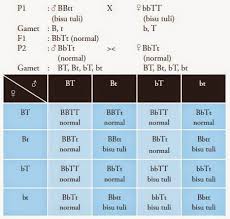 Jaiz/mubah, artinya tiap orang yang. Contoh Soal Ujian Genetika Gonz 2015 Biologi