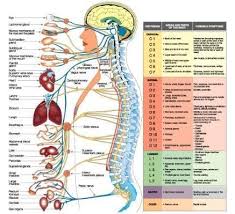 Spinal Chart