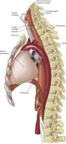 Image result for esophagus
