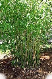 While invasive bamboo is a plant that gardeners should avoid, fortunately, not all bamboo is considered invasive. Amazon Com Green Hedge Clumping Bamboo Plant Bambusa Multiplex One Gallon Size Non Invasive Form Garden Outdoor