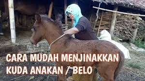 Jun 08, 2021 · permintaan itu disampaikan wakil ketua dprd kabupaten malaka, hendrik fahik saat pelantikan badan pengurus (bp) immala kupang di aula susteran ssps belo kupang, minggu, 6 juni 2021. Bisa Ditiru Cara Mudah Cepat Menjinakkan Kuda Anakan Belo Youtube