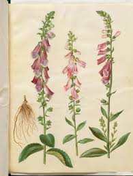 Image result for Digitalis purpurea