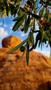 Image result for Boscia albitrunca