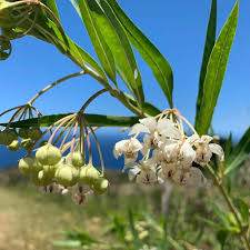 Image result for Gomphocarpus physocarpus