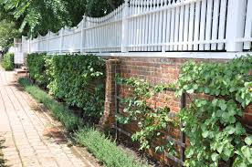 We did not find results for: These Are Espaliered Apricot Trees Along The Brick Wall Espalier Fruit Trees Fruit Trees Fenced Vegetable Garden
