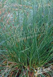 Image result for Cenchrus geniculatus