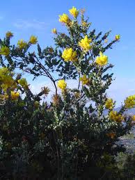 Image result for Acacia podalyriifolia