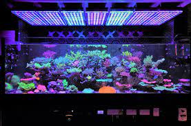Best Led Aquarium Lighting Aquarium Aquarium Lighting Reef Lighting