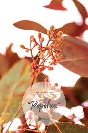 Eukalyptus Online Bestellen Eukalyptus Hochzeit Herbst Frische Blumen