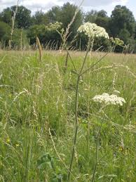 Image result for Aphloiaceae