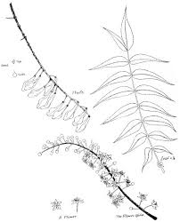 Image result for Vernonia longipedunculata