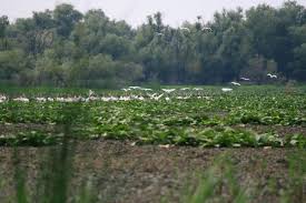 Fiind prima iesire de acest gen (si defapt si prima iesire pe dunare, cu exceptia deltei), nu cunosc deloc unde se poate pescuit, in ce conditii, etc. Dna Ul A Intrat In Insula Mica A Brailei Probraila Stiri Braila