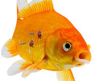Image result for how often should i feed my fishes parasites treatment