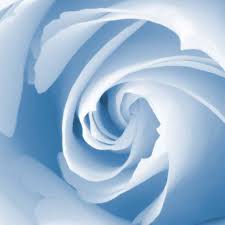 Blue Rose Blue Roses Wallpaper Blue Roses Light Blue Roses
