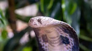 Mampu menyerang dengan racun yang mematikan, tentunya keberadaan hama ular kobra ini sangat berbahaya. Tips Sukarelawan Cegah Ular Masuk Rumah Waspadai Tumpukan Barang Suara Jateng