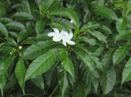 Image result for Apocynaceae subfamilies Apocynoideae and Rauvolfioideae