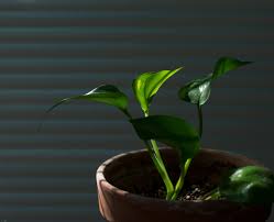 Devil's ivy, also referred to as golden pothos or the money plant, is a house plant from the araceae family. Devil S Ivy Plant Golden Pothos Growing And Care Guide Garden And Happy