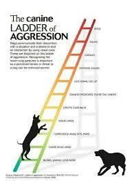 canine ladder of aggression definitely an important thing to