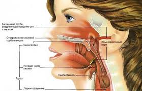 Bol V Gorle Otdaet V Uho Prichiny Simptomy I Lechenie