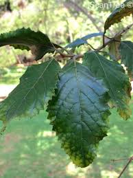 Image result for Curtisia dentata