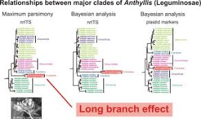 Image result for Antopetitia abyssinica
