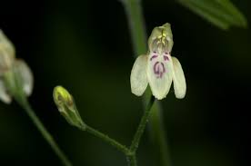 Image result for Justicia scandens