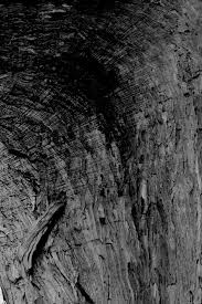 Image result for Ixora burundiensis