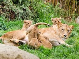 Der zoologische garten leipzig ist eine 26 ha große, parkartig gestaltete und äußerst sehenswerte grünanlage nordwestlich der leipziger altstadt, in der ca. Hereinspaziert Tierhauser Im Zoo Leipzig Offnen Zum Kindertag Leipziginfo De