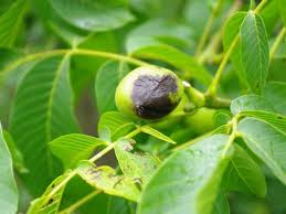 Image result for antraknóza ořešáku