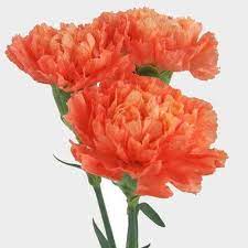 Orange Carnation Flower Fancy Carnation Flower Amazing Flowers Online Wedding Flowers