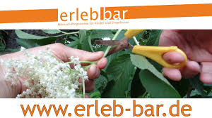 Die weißen blütendolden duften stark nach muskatwein und holunderblüten sind sehr gesund; Kleines Abc Der Erntehilfen Holunderbluten Ernten Youtube