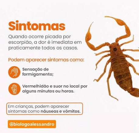 Picada de escorpião é uma emergência médica ⚠️🦂 e pode evoluir rápido,  principalmente em crianças 👧👦. A dor é imediata 🔥 e outros sintomas  podem surgir, como formigamento, vermelhidão e suor no