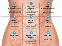 These quadrants are defined by where the umbilical plane and the sagittal plane intersect. Human Anatomy 9 Quadrants Of Abdomen And Organs Novocom Top