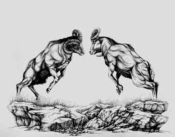 Drawing Of Two Bighorn Sheep Rams Fighting By Rebecca Magar Sheep Drawing Sheep Tattoo Fighting Drawing
